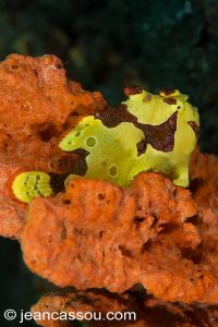 25JRCBIO02567