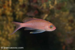25JRCBIO02338