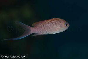 25JRCBIO02365