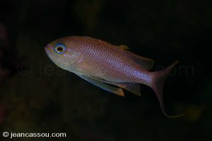 25JRCBIO02537