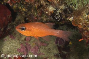 26JRCBIO03632