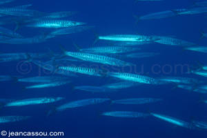 BIO Barracudas