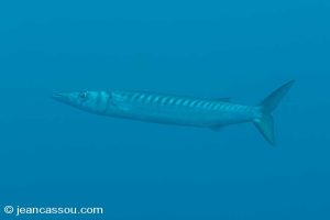 25JRCBIO02397