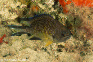 18JRCBIO00435
