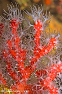 25JRCBIO02539
