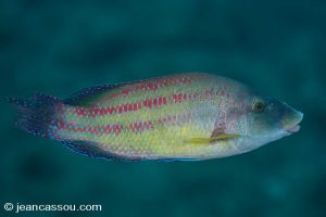 G- SAUVEGARDE-IMAGES-300-DPI-JPEG BIOLOGIE-SOUS-MARINE EPERVIERS-LABRES-GIRELLES 25JRCBIO02366
