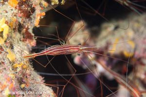 25JRCBIO02359