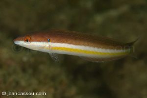 25JRCBIO02222