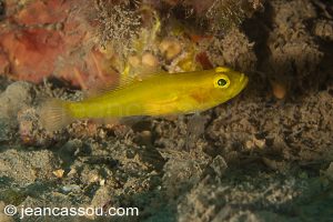26JRCBIO03648