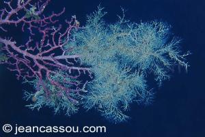 25JRCBIO02211