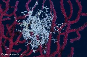 25JRCBIO02213