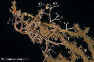 25JRCBIO02219
