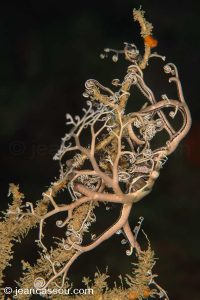 25JRCBIO02220