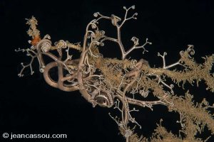 25JRCBIO02231