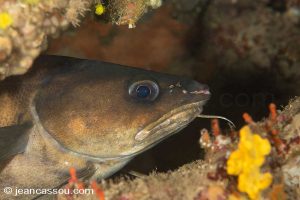 25JRCBIO02308