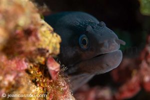 25JRCBIO02296