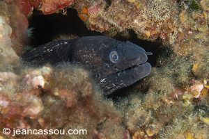 26JRCBIO03644