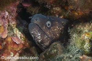 26JRCBIO03661