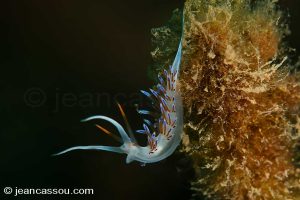 25JRCBIO02390