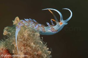 25JRCBIO02391