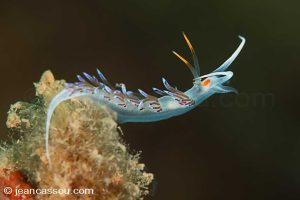 25JRCBIO02393