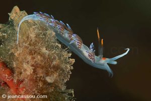 25JRCBIO02394