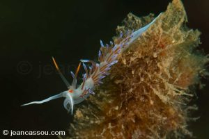 25JRCBIO02395