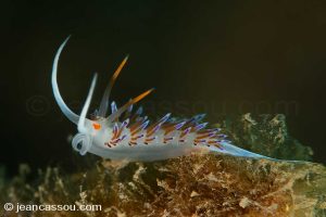 25JRCBIO02396