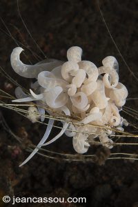 254JRCBIO03559