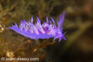26JRCBIO03637