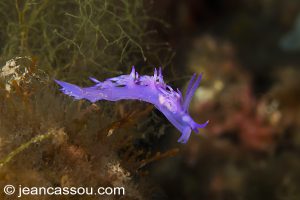 26JRCBIO03638