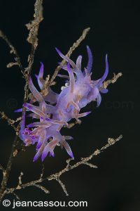 26JRCBIO03650