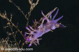 26JRCBIO03651
