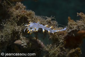 26JRC  BIO03656