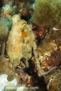 26JRCBIO03664