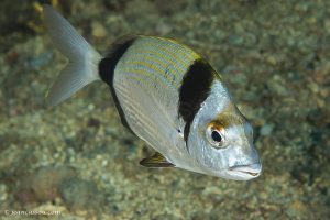 26JRCBIO03868