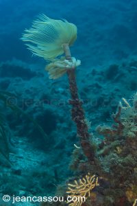 26JRCBIO03593