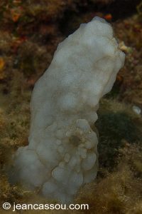 26JRCBIO3748