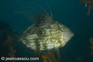 26JRCBIO03724