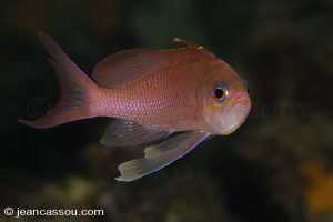 25JRCBIO02492