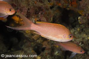 26JRCBIO03601