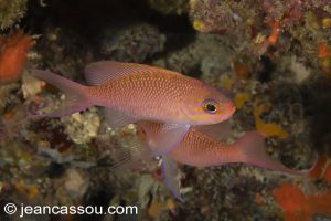 26JRCBIO03602