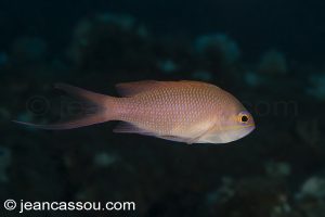 26JRCBIO03746
