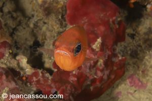 26JRCBIO03633