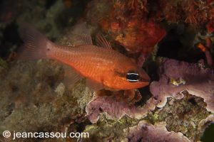 6JRCBIO036326