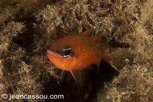 26JRCBIO03741
