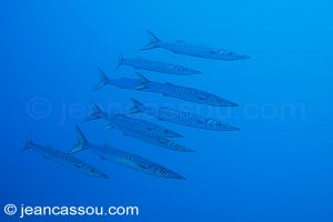 26JRCBIO03777