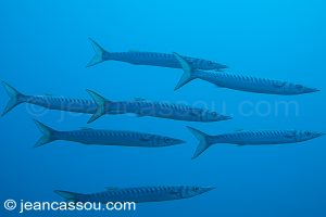 26JRCBIO03778