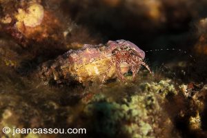 26JRCBIO03820