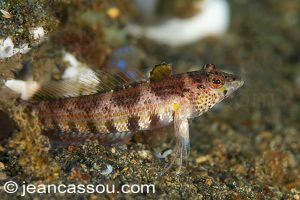 25JRCBIO02562